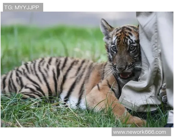 深圳与华南虎的传奇对决探索城市与自然的和谐共生之道 深圳与华南虎的传奇对决探索城市与自然的和谐共生之道